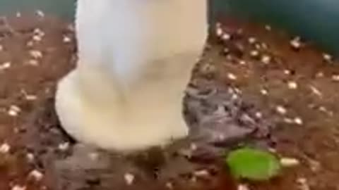 Lovely Cat_ black cat_ cats_ funny cats_ funny cat videos