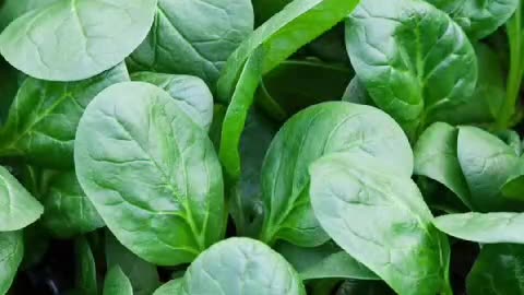 Spinach Benefits in Winters...