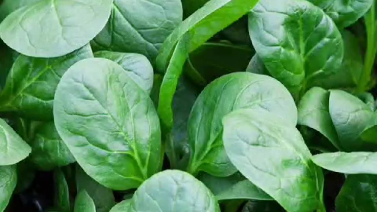 Spinach Benefits in Winters...