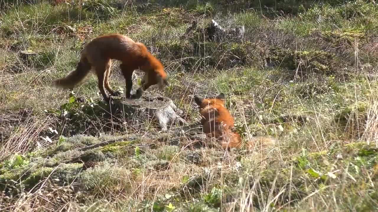 Fox in the woods