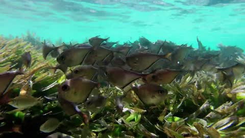 underwater world Well suited for relaxation