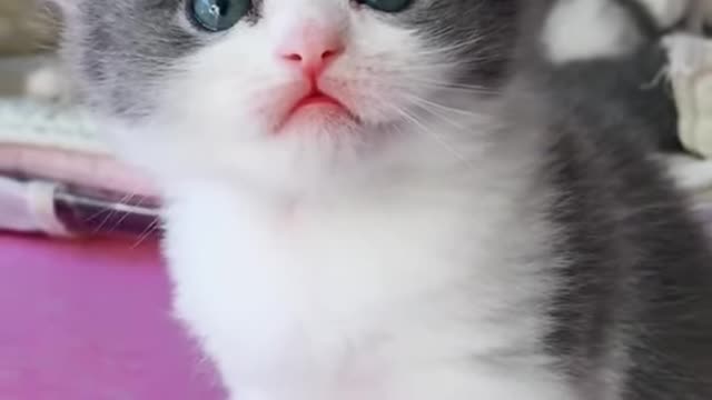 #Funny Animals Videos #comedy #shorts #Funniest Animals Real cat 😹 - Best Of The 2021