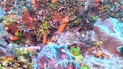 this fairy world