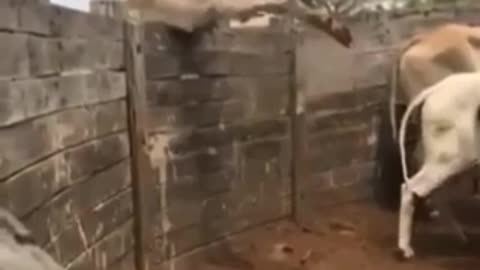 is it a bull or a horse 😧😧😧😧