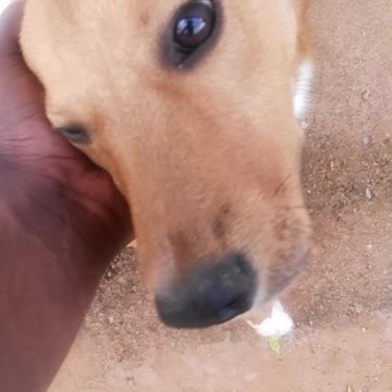 Do you socialise with your pet??