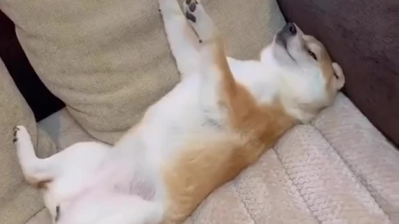 Funny animal video