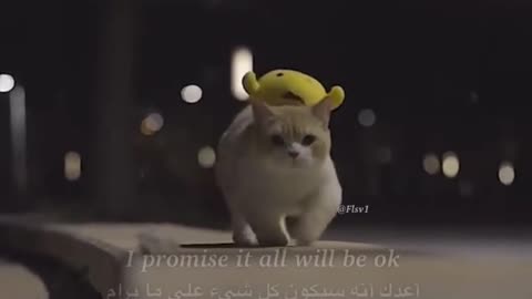 Cute Bay Cat