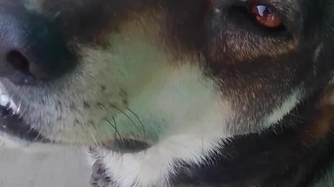 My Dog Funny Videos
