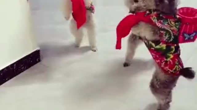 Puppies dance move