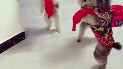 Puppies dance move