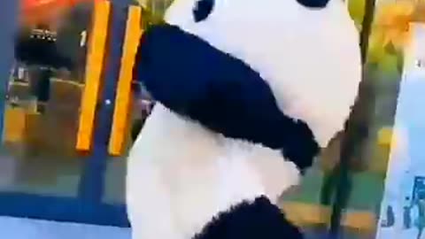 Cute panda