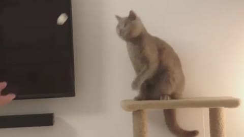 Funny cat