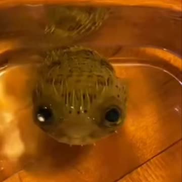 Baby Pufferfish