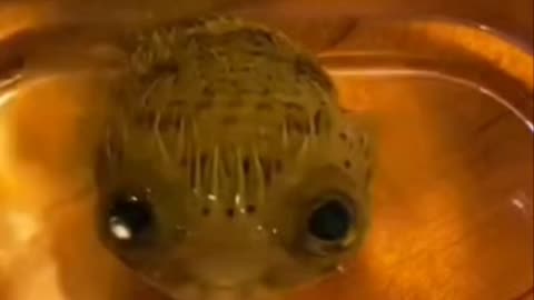 Baby Pufferfish