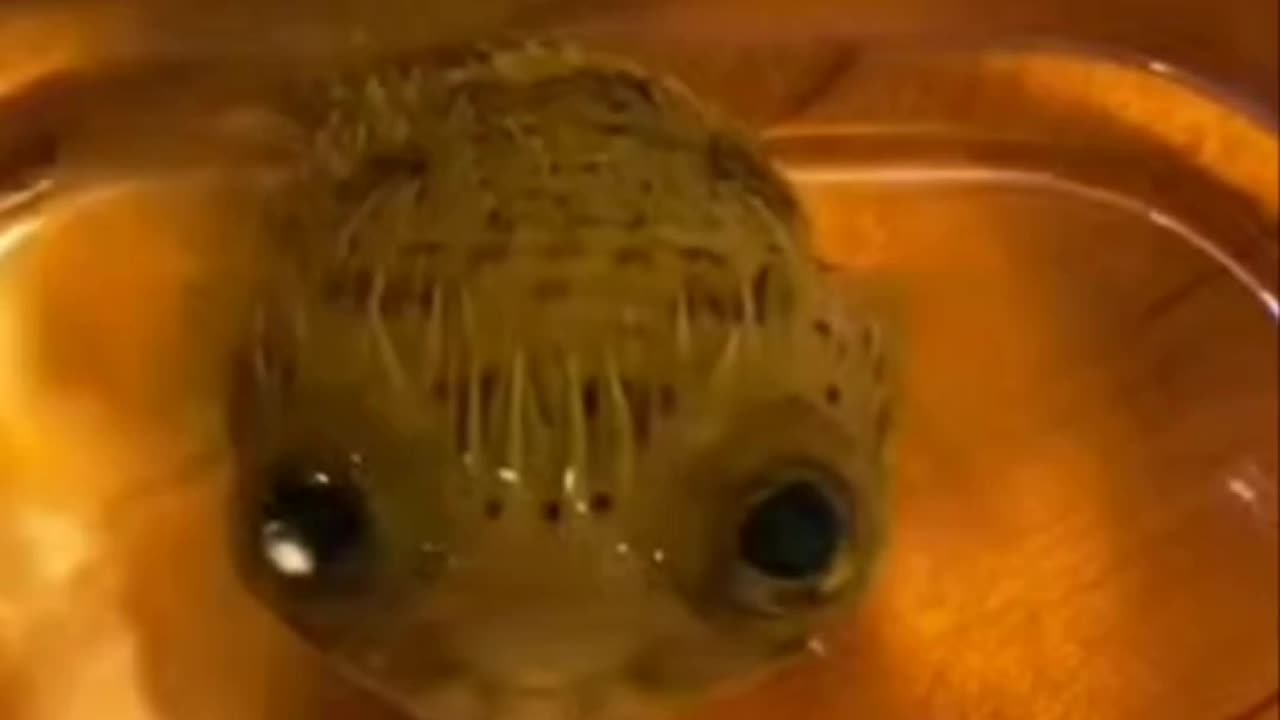 Baby Pufferfish