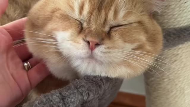 Cut Cat Funy Video 2022