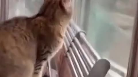 Funniest Dogs And Cats Video