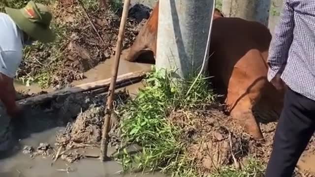 Really cumbersome moment to rescue the cow stuck between two power poles