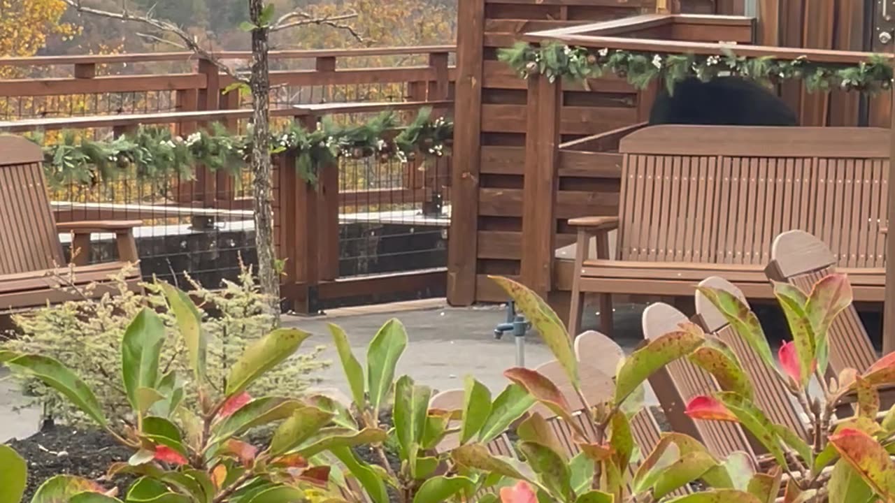 Bear Visits Aptly-Named Concession Stand at Anakeesta