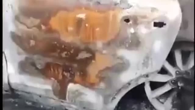 Dogs Killed by Russians