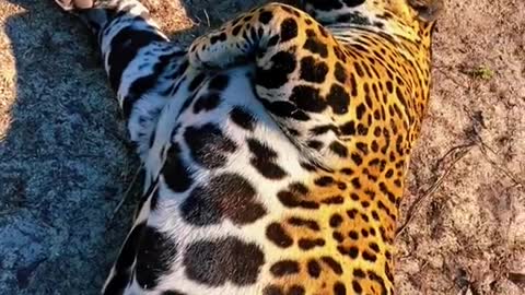 Big cat ###love Big cats