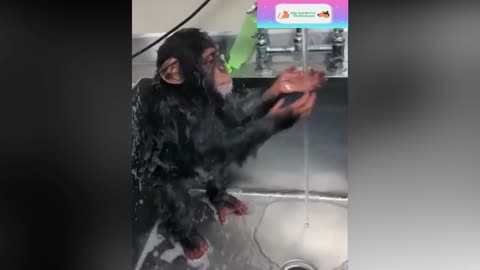 Cada macaco no seu galho