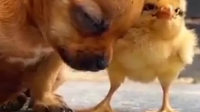 Dog and birds amazing comedy video #Short #funny #entertaining