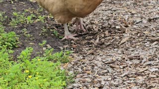 OMC! Little Orpington solo hunting! 🐔😮😍 #orpington #little #solo #hunting #shorts #chickens #hen