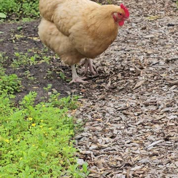 OMC! Little Orpington solo hunting! 🐔😮😍 #orpington #little #solo #hunting #shorts #chickens #hen
