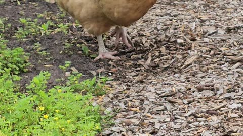 OMC! Little Orpington solo hunting! 🐔😮😍 #orpington #little #solo #hunting #shorts #chickens #hen