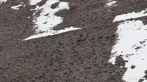 Wild horses walking in a snowy valley