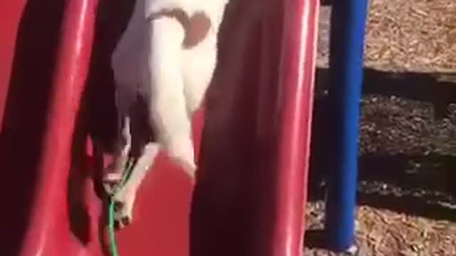 White dog with brown spots struggles to climb up red slide