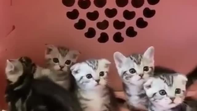 Omg super cute, cats