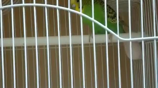 A parrot in a cage