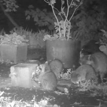 EA S15 - Coon Family Two