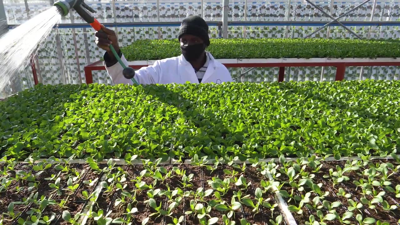 Vertical Farming. Amazing Modern Farming Technology