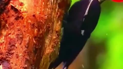 Woodpecker drilling tree