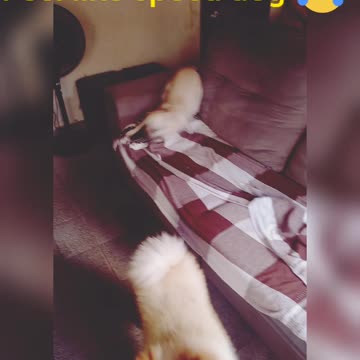 Feel like speed female dog