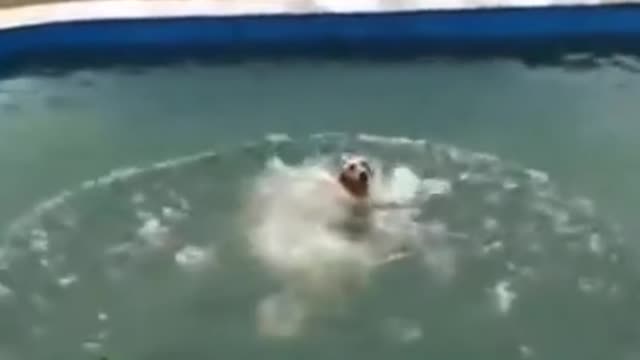 Dog trying water slide😂🤣🤣 | cute dog- cute and funny dogs | cute dogs | shorts