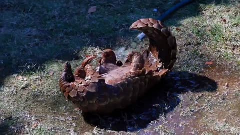 Pangolin is taking bath