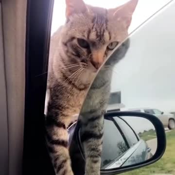 Kitty want to be adopted