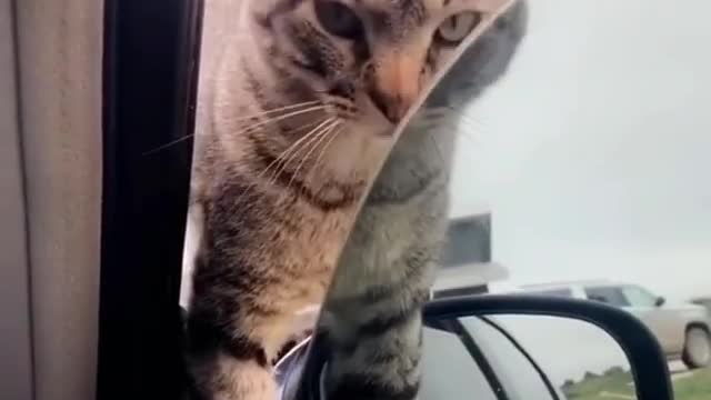 Kitty want to be adopted