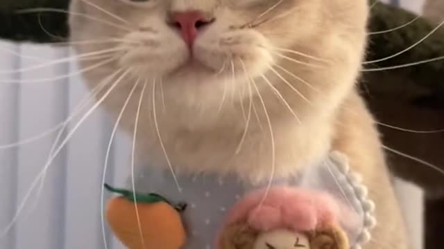 Baby Cats - Cute and Funny Cat Videos Compilation