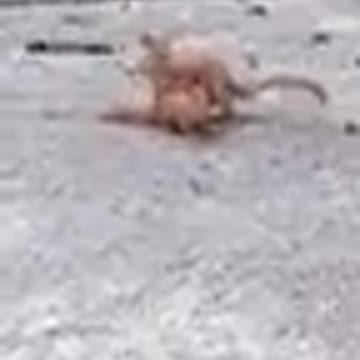 AWW Animals SOO Cute! Cute baby animals Videos Compilation Funniest and Cutest moment