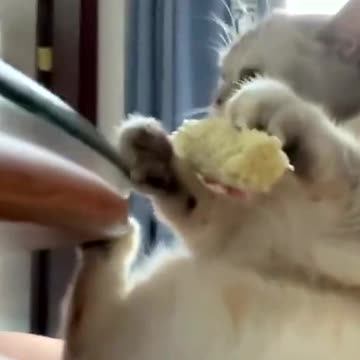 This is a vegetarian cat