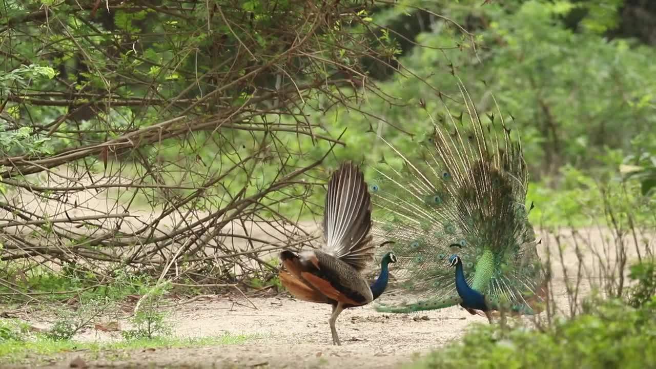 How the peacock and the peahens hatch