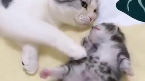 Mommy cat hugs baby kitten having a nightmare......... C
