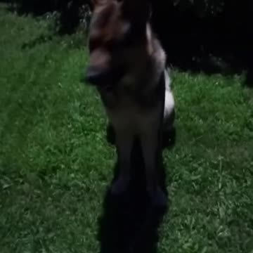 Virgil german shepherd!