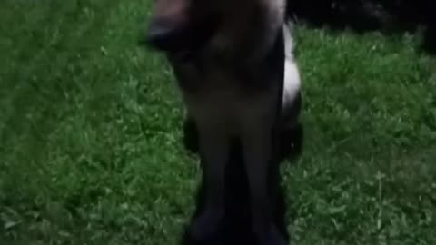 Virgil german shepherd!