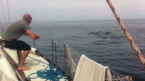 Dolphins pass boat in perfect synchronization
